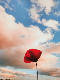 Close-up of red rose against sky during sunset