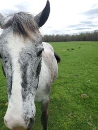 View of a horse on field