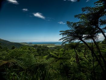 Scenic view of forest against sky