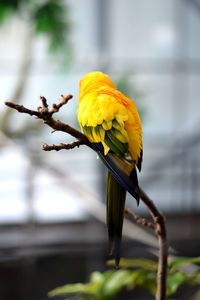 Close-up of yellow bird perching on flower