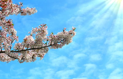 Low angle view of cherry blossom against blue sky