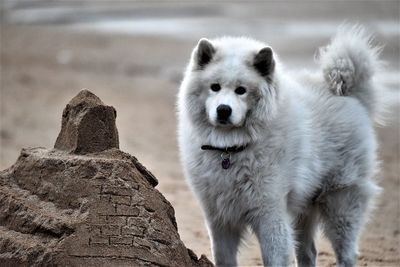 Close-up of dog in winter