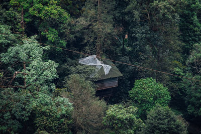 Plants growing in forest