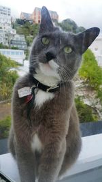 Close-up portrait of cat