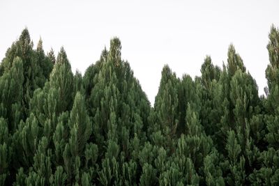 Panoramic view of trees in forest against clear sky