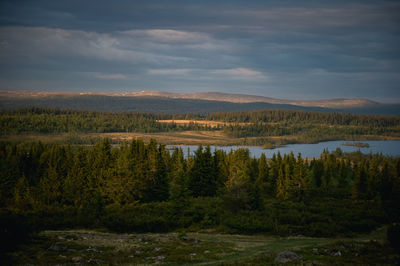 River amidst trees against cloudy sky