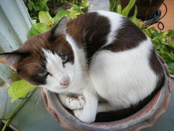 Close-up portrait of a cat