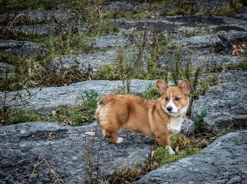 Portrait of dog on rock by water