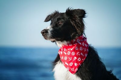 Close-up of dog looking away in sea