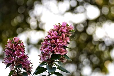 Close-up of pink flowering plant