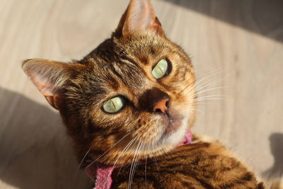 Close-up portrait of a cat