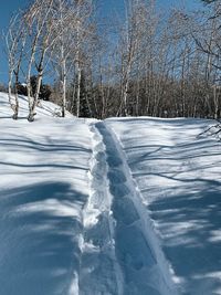 Bare trees on snow covered land