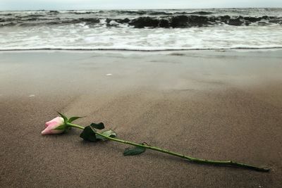 Rose at the beach