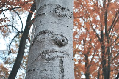 Low angle view of tree trunk during autumn