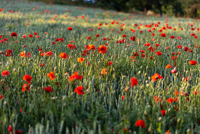 Beautiful red poppies at sunset. field with blooming poppies. green stems and red flowers.