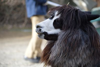 Close-up of a dog looking away