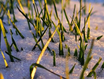 grass
