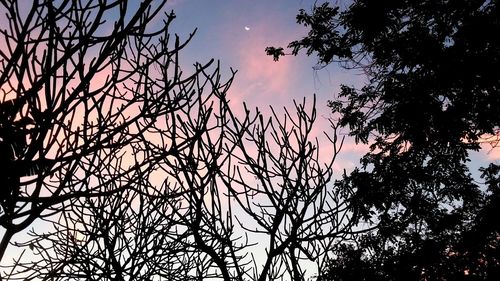 Low angle view of silhouette bare tree against sky