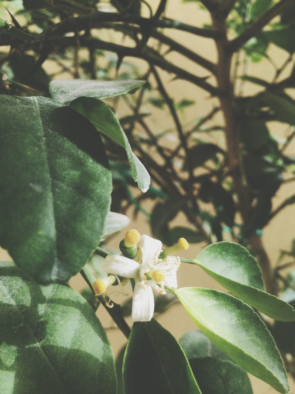 leaf, growth, flower, freshness, fragility, petal, plant, beauty in nature, nature, close-up, flower head, blooming, focus on foreground, green color, branch, in bloom, day, outdoors, no people, botany