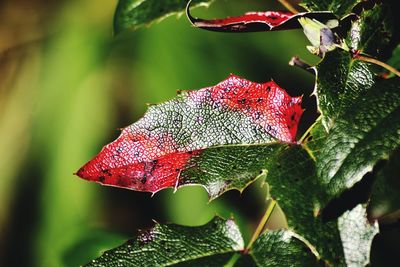 Close-up of red leaves growing on tree