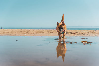 Side view of dog on beach against sky