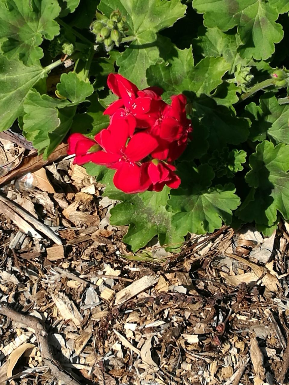 red, plant, growth, leaf, flower, beauty in nature, flowering plant, plant part, nature, freshness, day, petal, close-up, vulnerability, fragility, field, high angle view, flower head, inflorescence, no people, outdoors