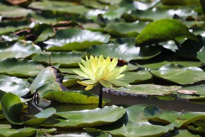 Close-up of lotus water lily in lake