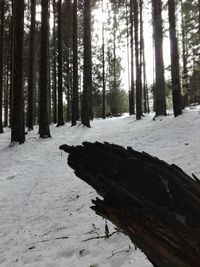 Trees in forest during winter