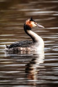 The grebe swimming on lake 