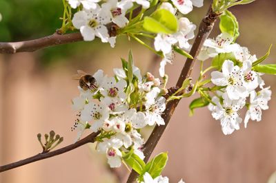 Close-up of apple blossoms in spring