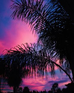 Low angle view of palm trees against sky