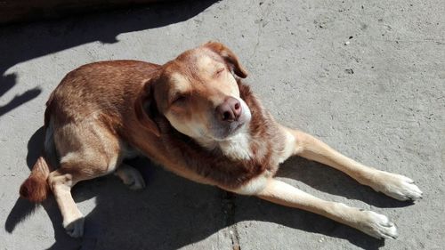 High angle portrait of dog on floor