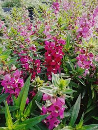 Close-up of fresh purple flowers blooming in plant