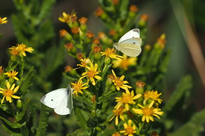 Close-up of butterfly pollinating on flower