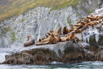 Steller sea lion sitting on a rock island in the pacific ocean on kamchatka peninsula