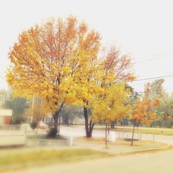 Trees in park