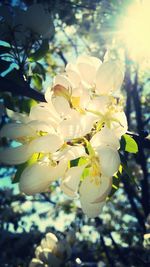 Close-up of fresh white flowers blooming in park