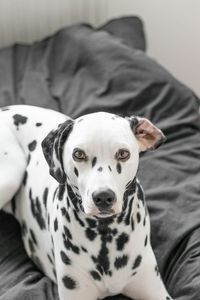 Portrait of dalmatian dog resting on bed