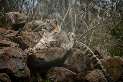 Cat relaxing on rock