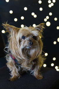 Cute yorkshire terrier in black and red coat sitting on chair with dark background and small lights
