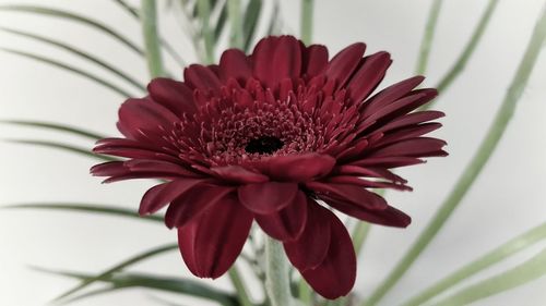 Close-up of red flower blooming outdoors