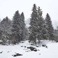 Trees against clear sky during winter