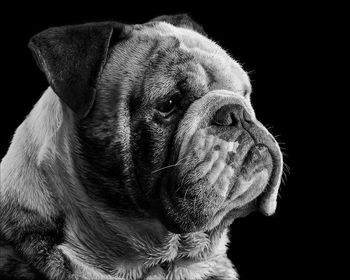 Close-up of a dog over black background