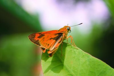 Close-up of butterfly on flower