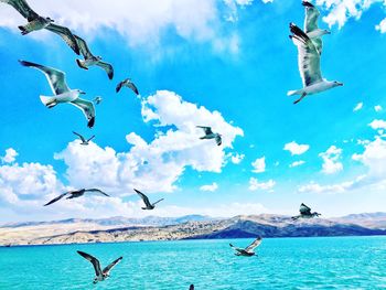 Seagulls flying over sea against sky