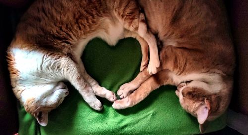 Close-up of cat sleeping