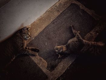 High angle view of two cats resting