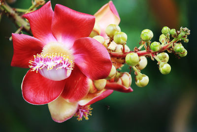 Close-up of red flowering plant