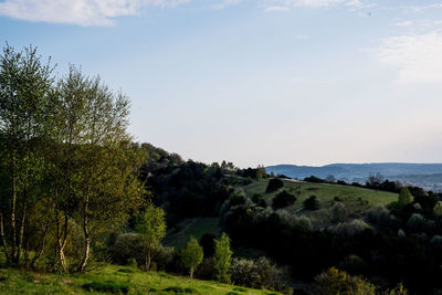 Trees on landscape against sky