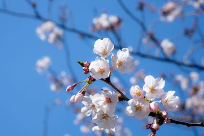 Low angle view of cherry blossoms against sky